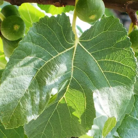 Сasa de vacaciones Pfalzklause *